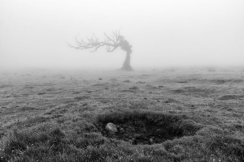 Boom en krater by Michel van Kooten