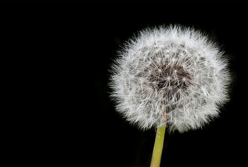 Dandelion Fluff