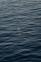 Fliegende Möwe über dem Meer bei Sonnenuntergang