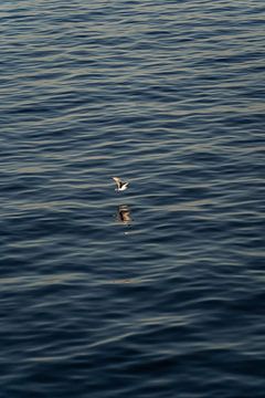 Fliegende Möwe über dem Meer bei Sonnenuntergang von Anneloes van Acht