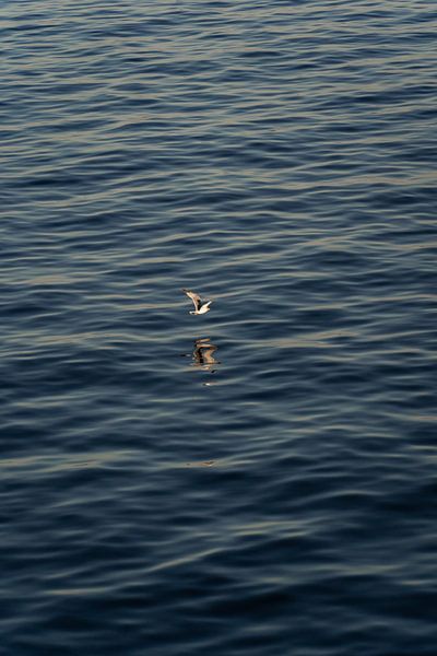 Flying seagull over the sea during sunset by Anneloes van Acht