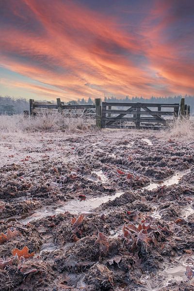 Cold morning with rising sun vertically by Miranda Heemskerk