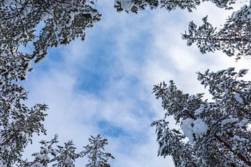 Sneeuw landschap Fins Lapland van Rick Van der Poorten