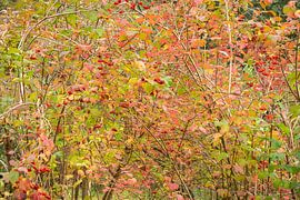 Pollock von Richard Gouw