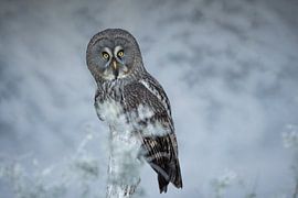 Chouette chevêche dans un décor hivernal sur Samantha Rorijs