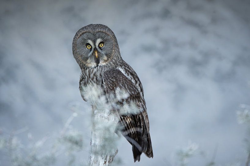 Urchin owl in winter setting by Samantha Rorijs