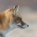 Portrait d'un renard par Menno Schaefer Aperçu