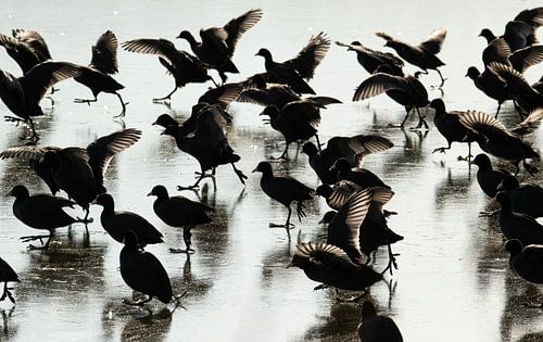 Moose ball on the ice
