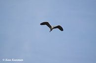 Ardeidae of Ardea cinerea von Koos Koosman Miniaturansicht