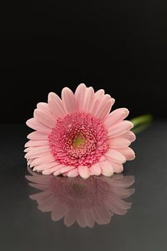 Reflet d'un gerbera rose sur fond sombre sur Inez VAN DE WEYER