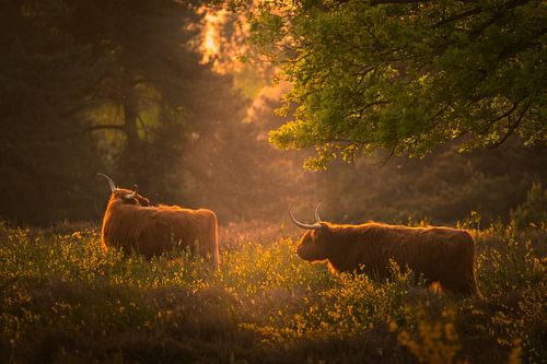 Les Highlanders écossais en contre-jour dans les landes