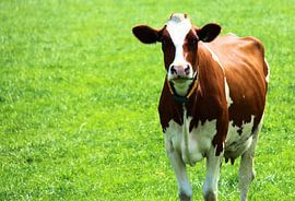 Bruine Koe by Margriet Stegeman