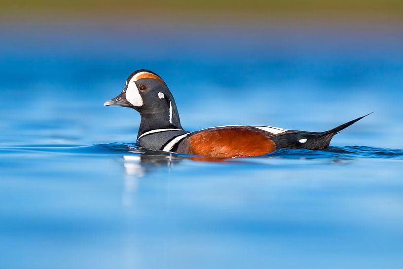 Harlequin Duck, Histrionicus histrionicus by AGAMI Photo Agency