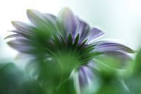 Rêve violet