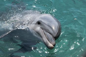 dauphin nageant en pleine mer au large des côtes d'israël