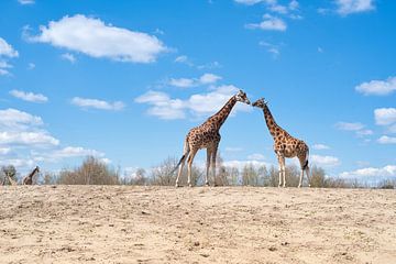 Prachtige giraffen van Evelien Huisman