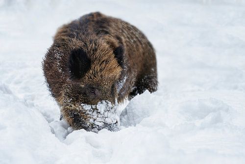Wilde zwijnen in de winter
