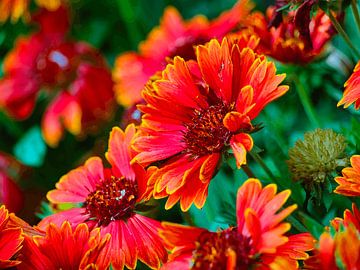 Fleurs cocardes aux couleurs vives