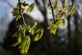 Spring – Groningen City Park (Netherlands) by Marcel Kerdijk