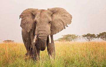 Olifant in de savanne in Oeganda van Robert van Hall