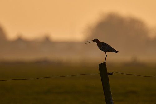 Avondgeluid over de Blaugerzen