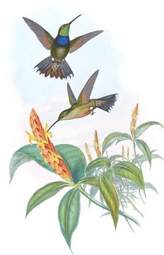 Blue-Breast, John Gould van Hummingbirds