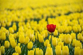 red tulip in a yellow field of tulips