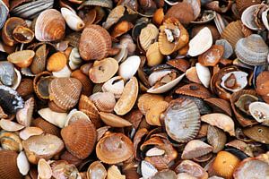 shells von Yvonne Blokland