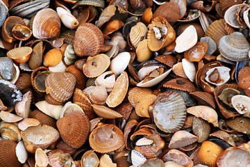 shells sur Yvonne Blokland