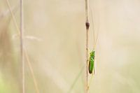 Grasshopper