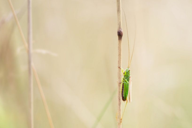 Grasshopper by Click it Fotografie