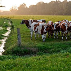 Cows party sur Robert Smink