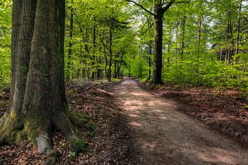 Verdwaald in Speulderbos van Tim Abeln