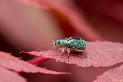 Weevil on red leaf