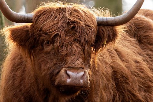 Scottish highlander straight into the lens