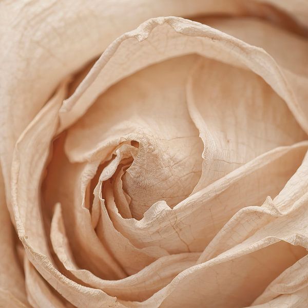 Makro einer getrockneten Rose von Annavee