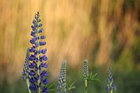 Purple Lupin