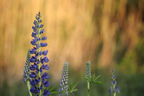 Paarse Lupine