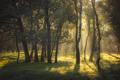 Sonnenharfen zwischen Birken im Baardwijkse Overlaat