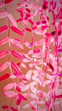 Frühlingshafte Farbexplosion mit pastellrosa Anhängerpflanze: Ein kunstvolles und verträumtes Bild für eine zauberhafte Atmosphäre an jeder Wand