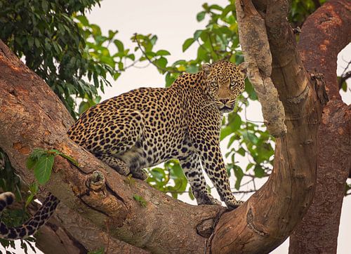 Luipaard in Ishasha, Oeganda