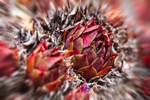 Succulent rouge sur Rob Boon