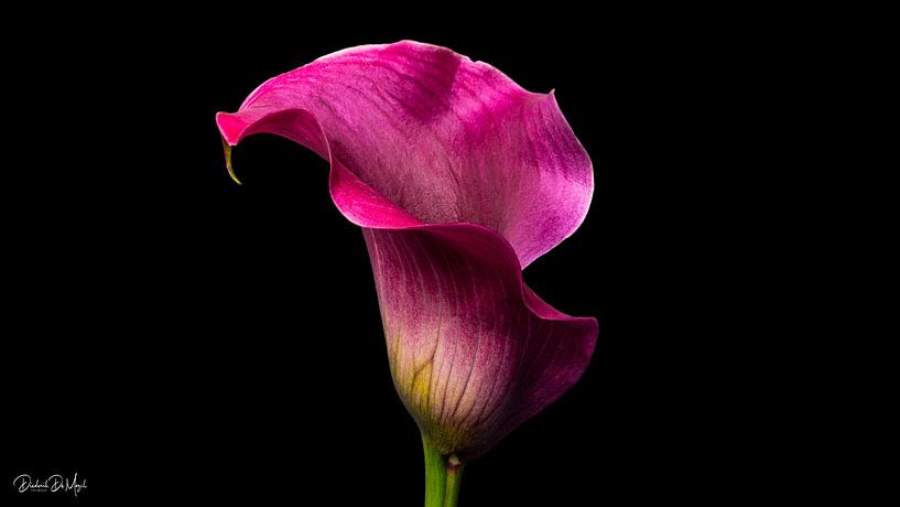 arum par Diederik De Mezel