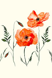 Poppy Watercolour by Lejardinet by Ingrid Krijnen