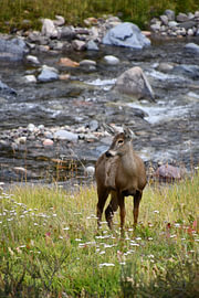 Hirsch am Fluss von Suzanne van Eunen