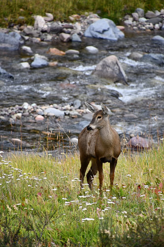 Hirsch am Fluss