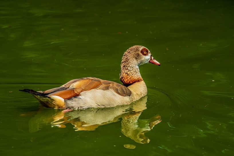 Egyptian Goose by Thomas Riess
