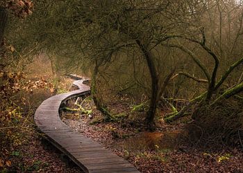 Waar het Licht het Pad vindt