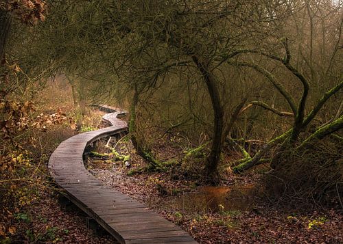Waar het Licht het Pad vindt