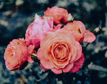 Roze rozen van knop tot bloem van Bianca Fortuin